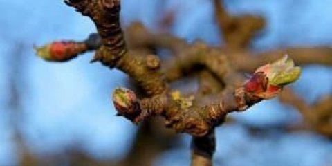 Kada berbu i skladištenje u jesen, reznice jabuke za prolećno kalemljenje